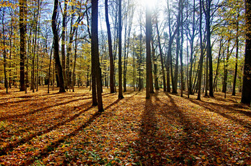 Naklejka premium Autumn in the park,shade of trees before the sun