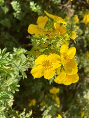 Dasiphora fruticosa. Common names include shrubby cinquefoil, golden hardhack, bush cinquefoil, shrubby five-finger and widdy - obrazy, fototapety, plakaty