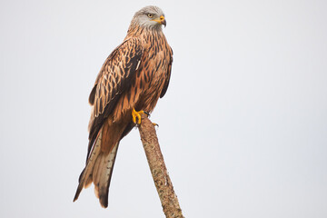 Red kite in Vittskövle, Skåne, Sweden. This picture in taken from a hiding place.