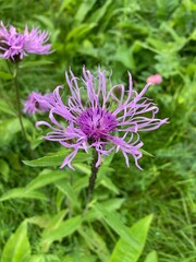 Centaurea nervosa the Plume Knapweed