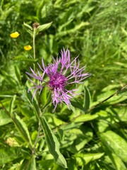 Centaurea nervosa the Plume Knapweed
