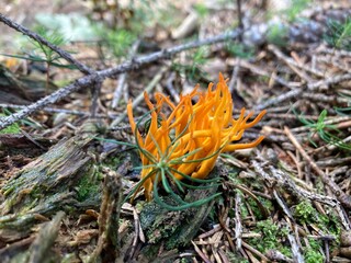 Calocera viscosa, commonly known as the yellow stagshorn