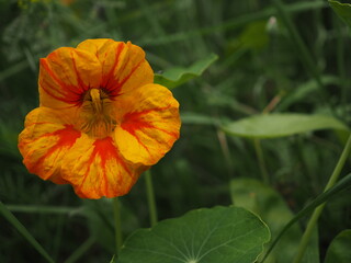 Fototapeta premium Orangerote große Kapuzinerkresse ist eine sehr attraktive Heil -und Zierpflanze