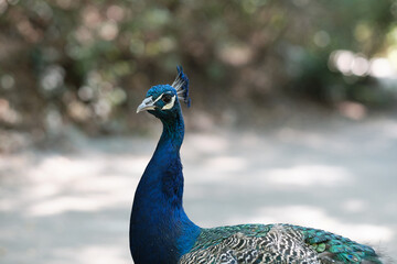 Naklejka premium peacocks