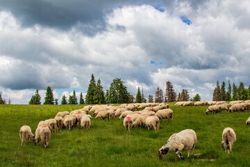 Flock of sheep in the mountains of Romania