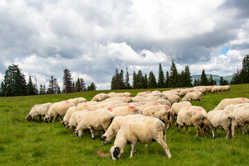 Fototapeta na wymiar Flock of sheep in the mountains of Romania