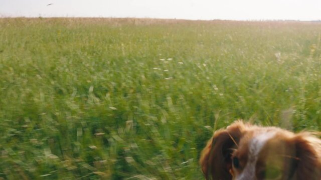 In front of the camera capturing video of running fast charismatic cute dog English cocker spaniel through the large green field. Shot on ARRI Alexa Mini.