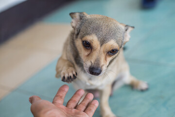 Cute dog give the hand, teach the dog for give her hand , beautiful pet in the house