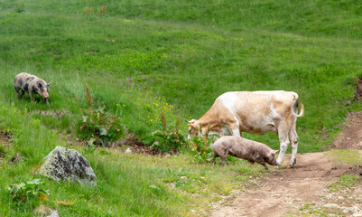 Grazing animals