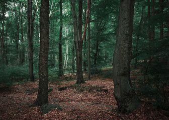 Fototapeta premium Majestic trees