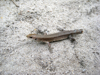 Lizard without tail macro photo