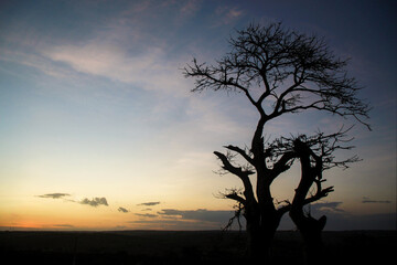Obraz na płótnie Canvas silhouette of a tree at sunset