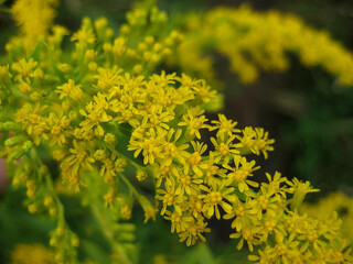 Yellow flowers in the garden