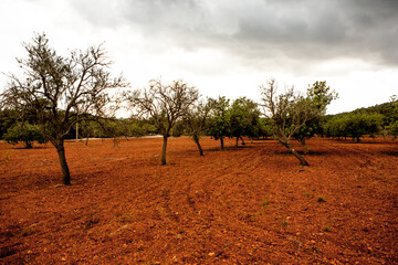 Mediterranean olive field with old  trees and red ground in Spain.