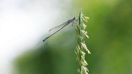 Grass with dragonfly at background sky . Silhouette of dragonfly sitting on tip of spikelet grass. blue dragonfly Coenagrionidae. natural blurred background. insect, space for text. soft focus