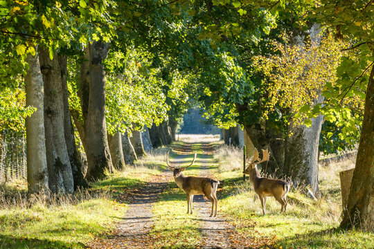 Fallow deer in Årup fence area. Bromölla, Skåne, Sweden.