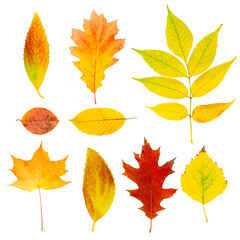 Naklejka premium Set collection of beautiful colored autumn leaves