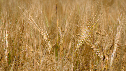 golden spikelets of wheat in the field close up. Ripe large golden ears of wheat against the yellow background of the field. Close-up, nature. The idea of a rich summer harvest, farming