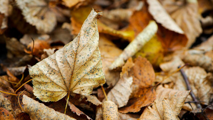 Dry leaves on the ground in a beautiful autumn forest. autumn background, fallen leaves in a forest or park. Grove. walk in the fresh air. selective soft focus. autumn colors, beautiful season