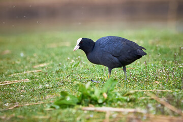 Eurasian Coot searching for food on land ( Fulica Atra )	