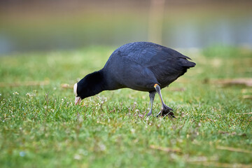 Eurasian Coot eating vegetation on land ( Fulica Atra )	
