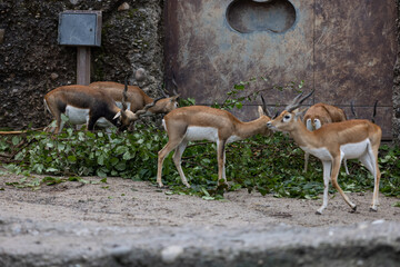 Amazing gazelles are searching for some food in the savanna. Wonderful group of gazelle playing...
