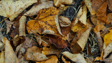 dry leaves. Dry fallen brown leaves in autumn Park. autumn background with dry leaves, top view, close-up. autumn season, bright leaves, nature in the forest. selective focus