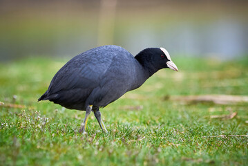 Eurasian Coot searching for food on land ( Fulica Atra )	