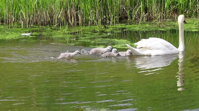Swans and cygnets swimming. Five fluffy cygnets enjoy their 1st swim in the river with their parents. The cute cygnets paddle fast to keep up with their elegant mother along the picturesque river.