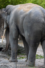 Fototapeta premium A really big elephant tries to get some food out of the grid. The biggest animal on earth. Amazing how big and beautiful the elephants are.