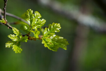 Green oak leaves. green dobovy leaves with sunlight, natural green foliage background, young oak leaves background, park or forest. spring season, nature, close-up. space for text. soft focus