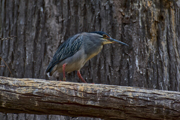 Obraz premium Black crowned night heron