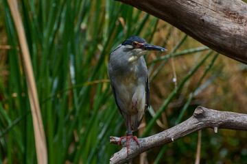 Black crowned night heron
