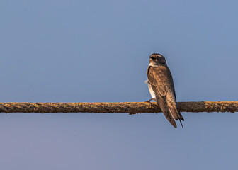 Sand Martin taking rest on a wire