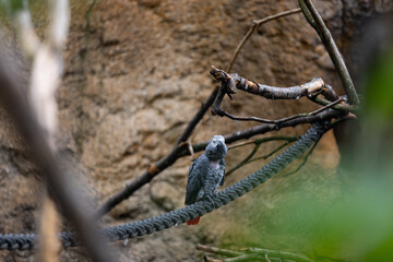 Dangerous bird in the savanna looking for some smaller animals to eat them. Wonderful bird is sitting on a tree.