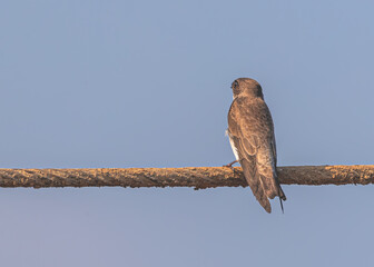 Sand Martin basking early morning