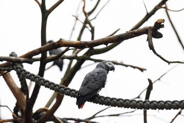 Dangerous bird in the savanna looking for some smaller animals to eat them. Wonderful bird is sitting on a tree.