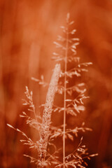 Obraz premium Vertical poster with plants. Dry grass in sunset lights. Neutral deep beige brown colors.