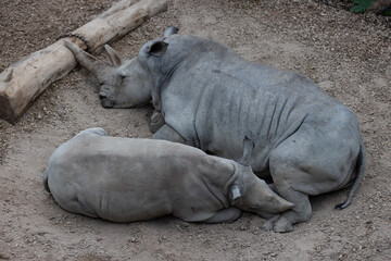 A really big rhino is sleeping on the ground and take some time to relax. The wonderful rhinos are chilling together and play.