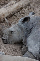 A really big rhino is sleeping on the ground and take some time to relax. The wonderful rhinos are chilling together and play.