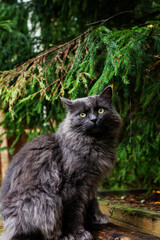 Fluffy kitty smoky color with yellow eyes under the tree