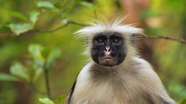 Red colobus monkey sitting on tree and resting visible dark face. Wildlife at safari park with african animals. Zanzibar Tanzanian scientific expedition, filmed on cinema equipment 10 bit 6K downscale