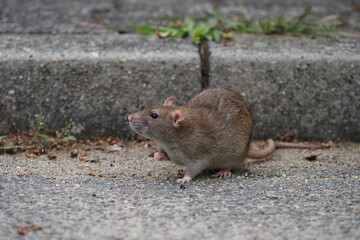 eine braune Ratte (rattus norvegicus) sitzt am Bordstein einer Straße