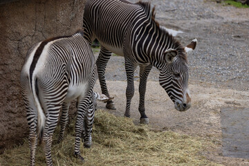 Amazing zebras are playing together and watch to each other. The zebra is just a wonderful animal...