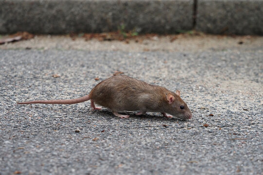 eine braune Ratte (rattus norvegicus) läuft auf einer straße