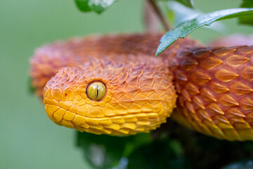 Colorful Bush Viper Snake (Atheris squamigera) in Rainforest