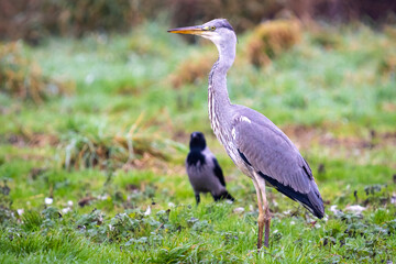 Heron searching for food in Vittskövle, Skåne, Sweden. This picture in taken from a hiding place.