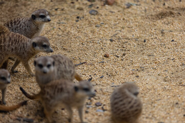 So many cute meerkats at one place. They are running and playing together in the sand. Another meerkat stands and looking around for some dangerous animals to run away.
