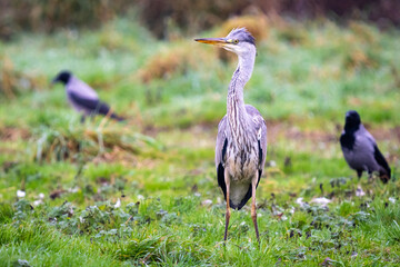 Heron searching for food in Vittskövle, Skåne, Sweden. This picture in taken from a hiding place.