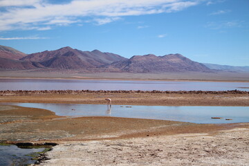 incredible volcanic and desert landscape of the Argentine Puna
